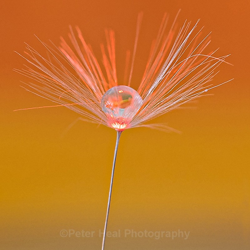 EF6A0922_Dandelion Seed - Macro