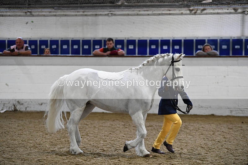 WJ5_4657 - Class 3 Part Bred In hand