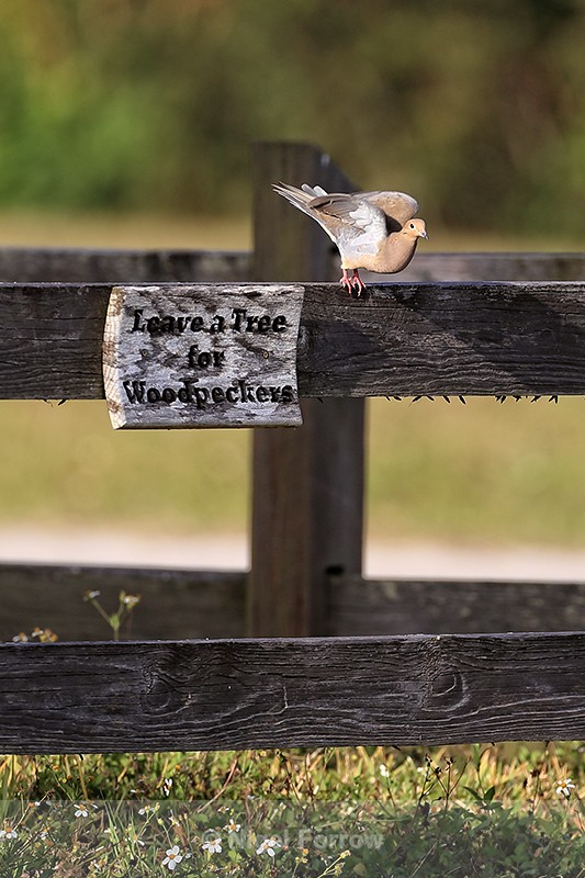 Mourning Dove, Venice Rookery, Florida - Mourning Dove
