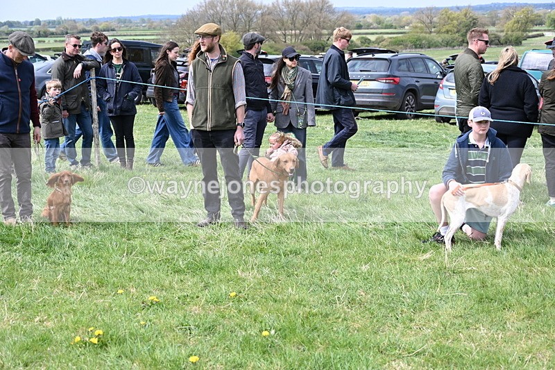 WJ6_8673 - Class 8 Best Working / Gun Dog or Bitch