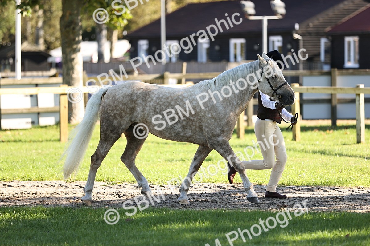SBM_15867 - S1 - TSR in Hand Horse & Pony Showing