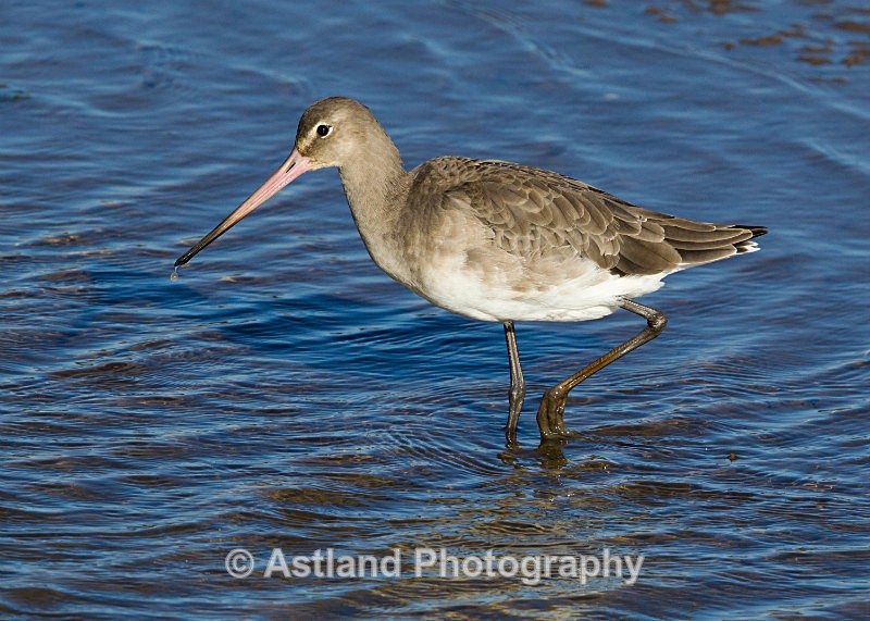 Astland Photography, Bird and Wildlife Images, Susan and Peter Wilson, U.K.