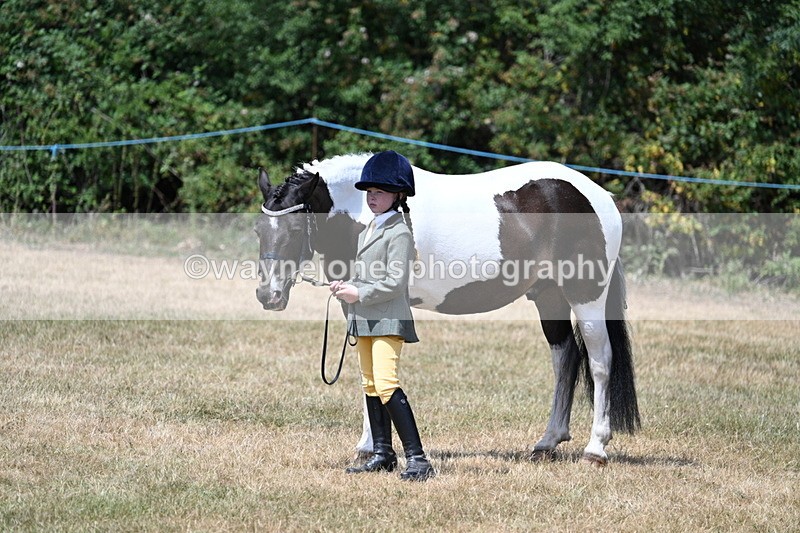 WJ7_2182 - Class 5 Most Handsome Gelding (up to 14.2hh) in hand
