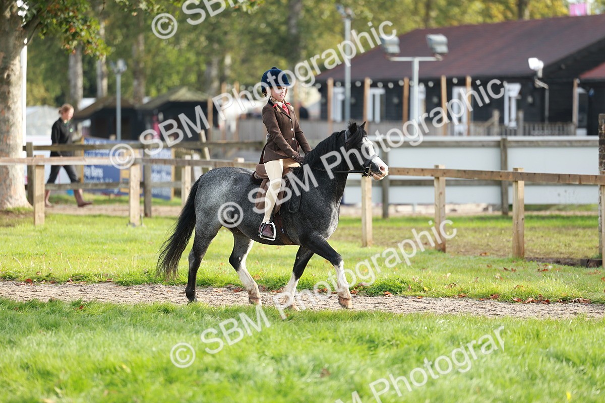 SBM_56371 - S39 - Starters In Hand Showing