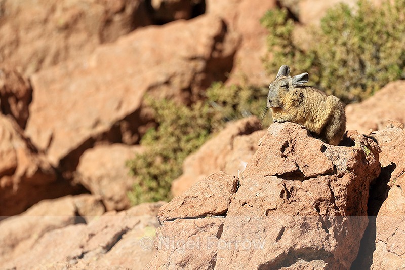 Viscacha resting in morning sun, Chile - Viscacha