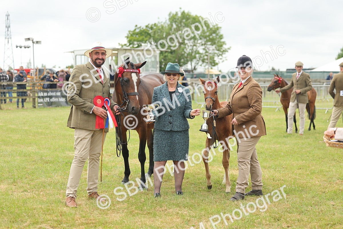 SBM_05584 - Class 68-73 - Riding Pony Breeding