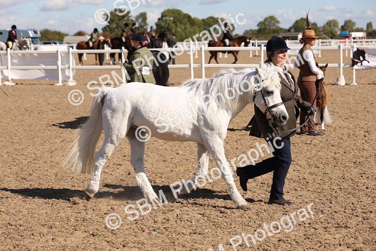 SBM_12940 - Class 206 - IH Non Show Type Pony