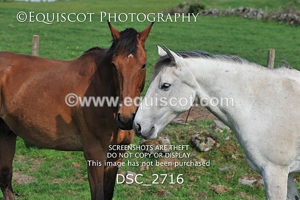 DSC_2716 - ARCHIVE REQUEST - Quincy and Guinness