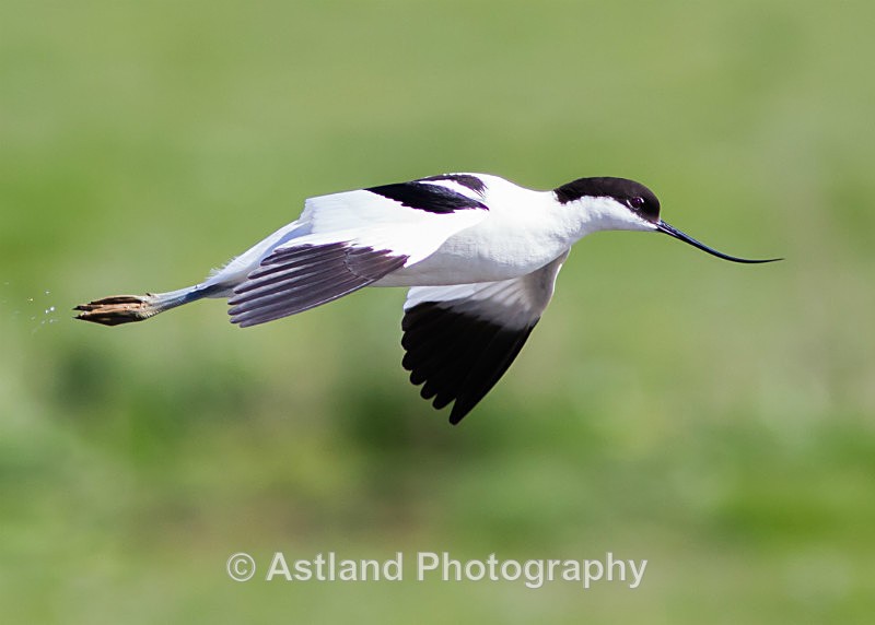 Astland Photography, Bird and Wildlife Images, Susan and Peter Wilson, U.K.