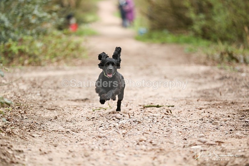 SPXX3915 - Endurance Dogs