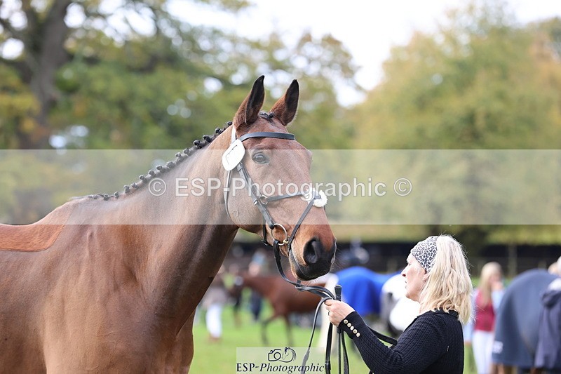 251026A-114829-25694 - G-514-Carolyn.Price With Trot Up