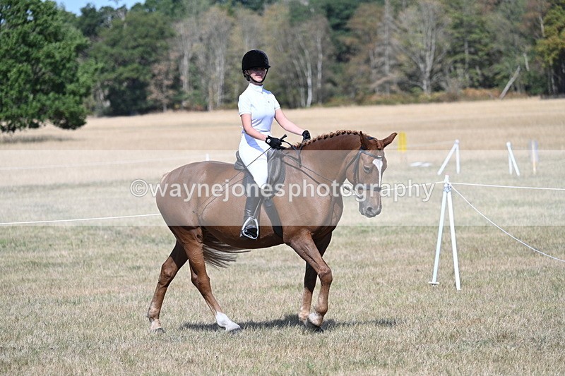 WJ7_1162 - Class 41 Prettiest Mare