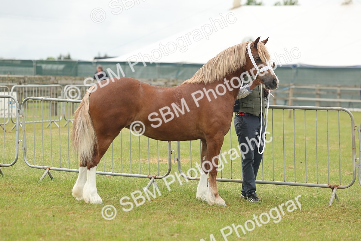 SBM_04908 - Class 50-57 - M&M Welsh Pony In Hand