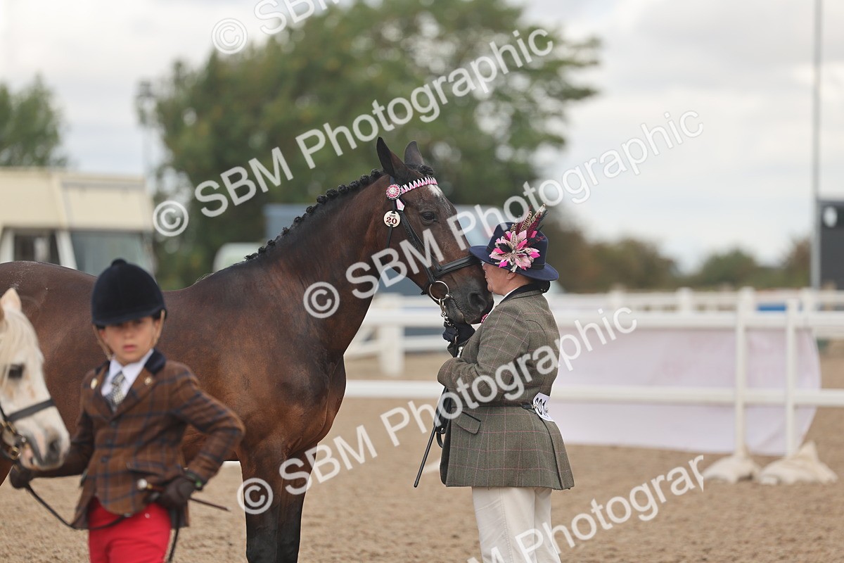 SBM_04364 - Class 17 - Prettiest Mare (IH or Ridden)