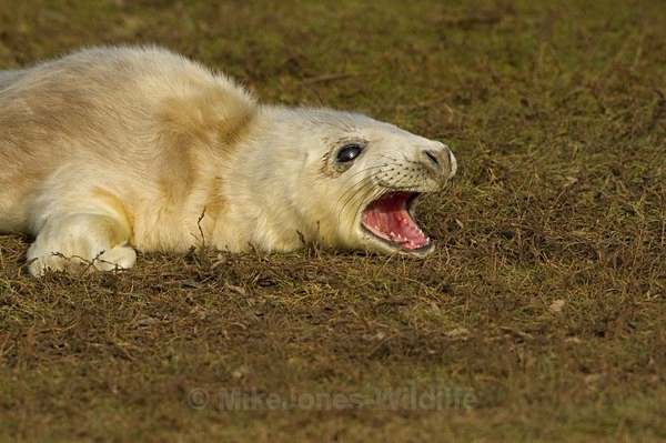 Grey Seal pup 5-7 hours old - GREY SEALS & PUPS GALLERY