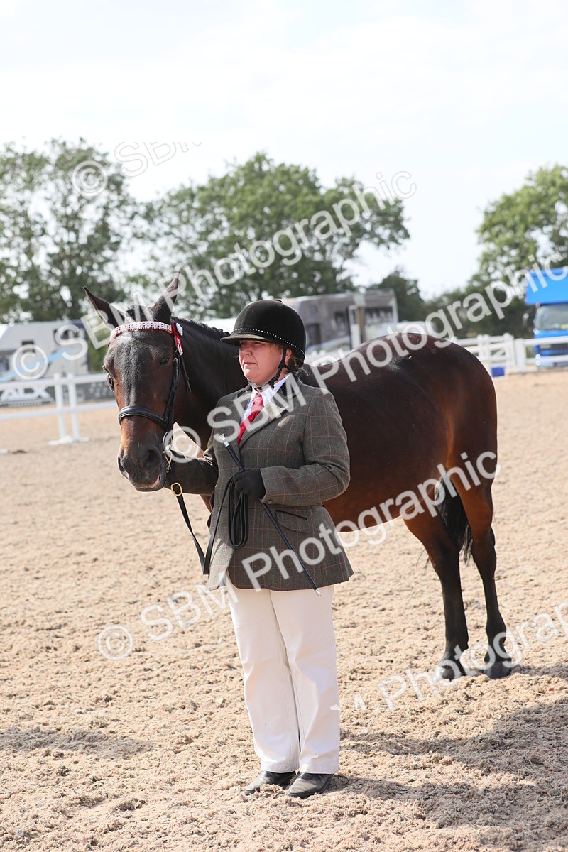 SBM_15769 - Class 312 IH Competition Horse/Pony