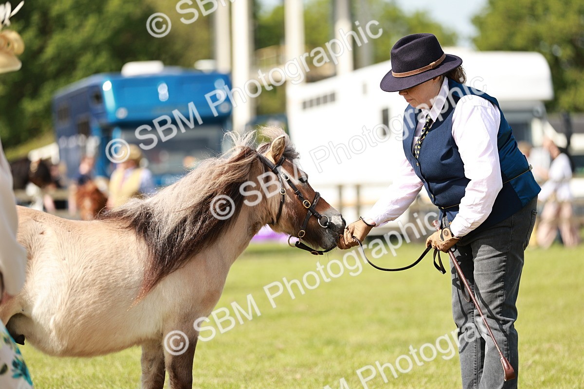 SBM_01778 - Class 14-23 - Mountain & Moorland In Hand Non Welsh