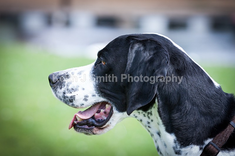 0SKJ1453 - Working Dogs