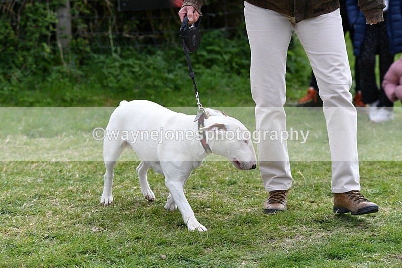 WJ5_0302 - Class 7 Best Terrier