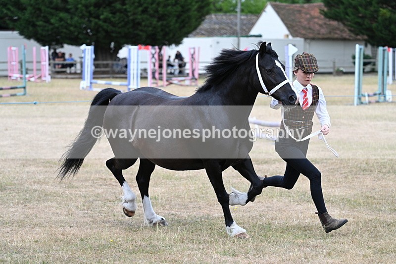 WJ7_8443 - Class 4 Prettiest Mare up to 14.2hh