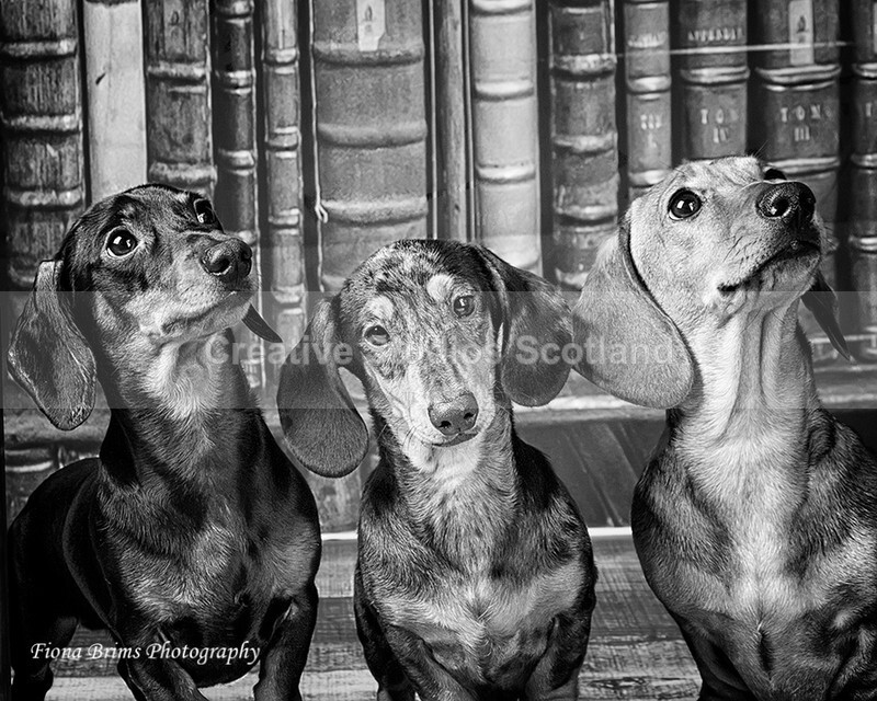 dogs-112 - Animal Portfolio