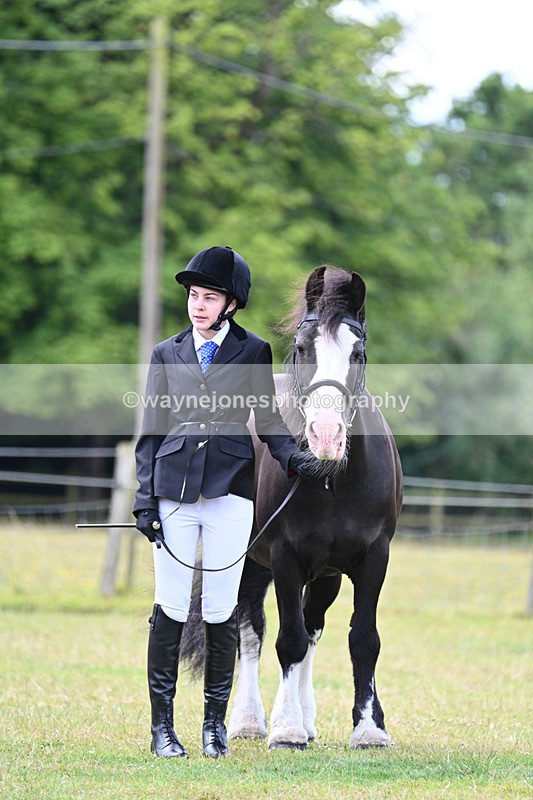 WJ7_6769 - Class 5 Handsome Gelding in hand