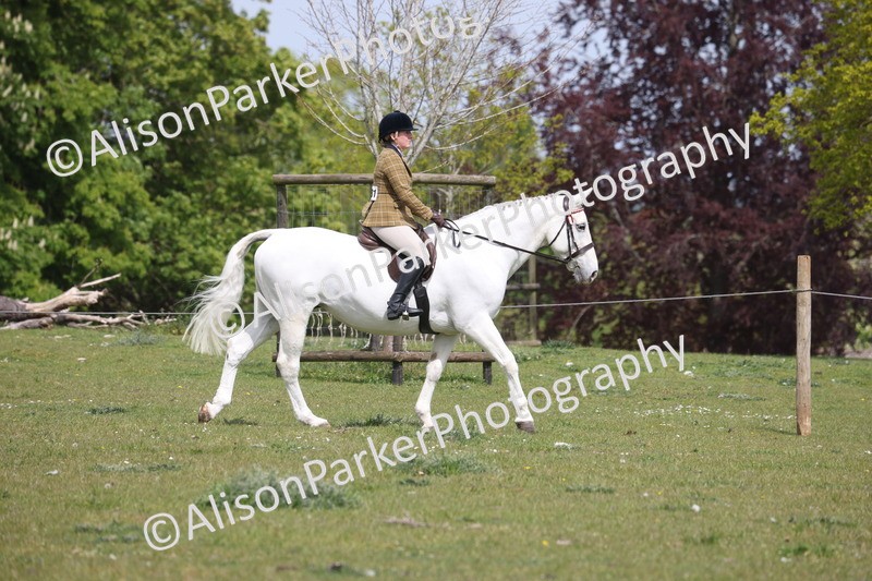 20260426-4297 - Class 34 - Best Riding Horse Over 14.2hh