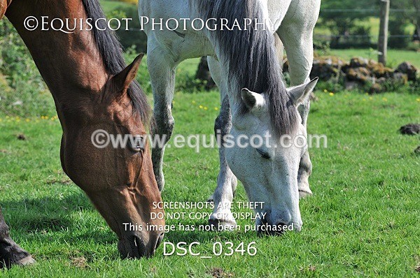 DSC_0346 - ARCHIVE REQUEST - Quincy and Guinness