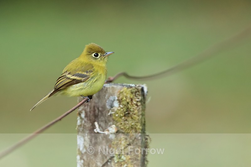 Yellowish Flycatcher perched on fence, Costa Rica - Yellowish Flycatcher