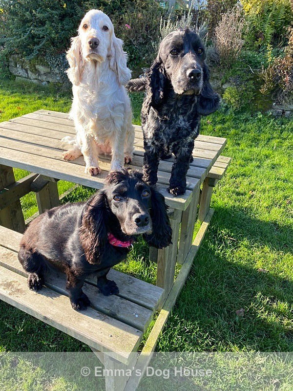  - Dogs