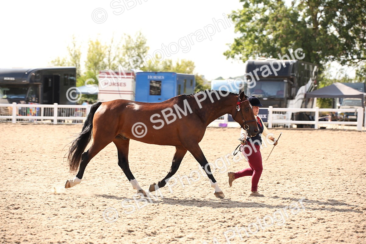 SBM_07397 - Class 26 IH Foreign Breeds -Part bred