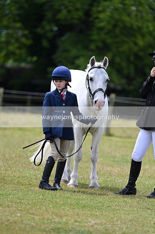 WJ7_6653 - Class 5 Handsome Gelding in hand