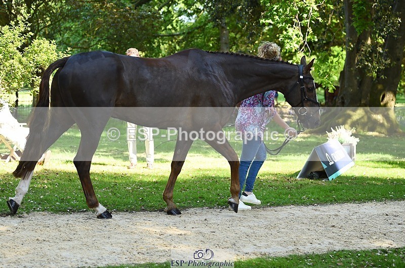 230524-154306-00455 - 376-DIRECT_BALLYTARSNA_DUCAREL-Jodie_Amos-WEDTrotUp+DR