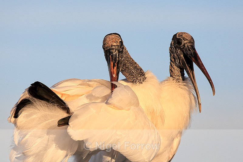 Two Wood Storks together, Wakodahatchee Wetlands, Florida - Wood Stork