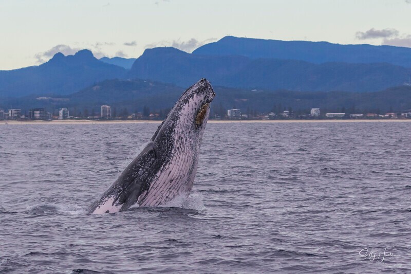 0A3A5428 - 2024 Whale Photos