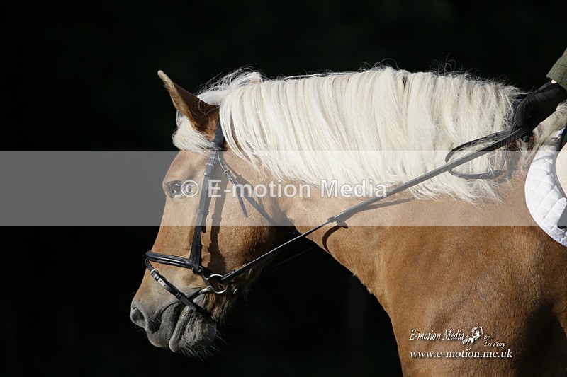BVRC 120921 14 - Bourne Valley Riding Club UA Dressage & Show Jumping 12/09/21