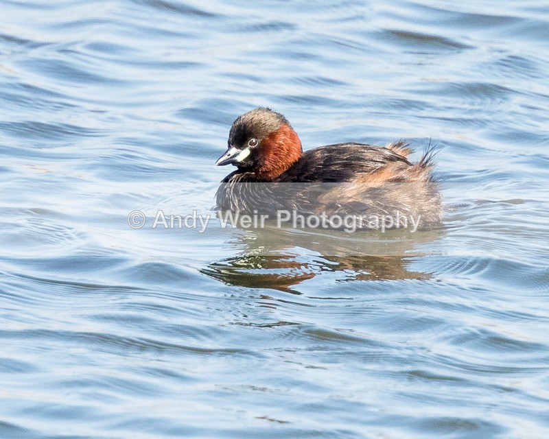 20160512-8E0A4813 - Gt. Crested & Little Grebes