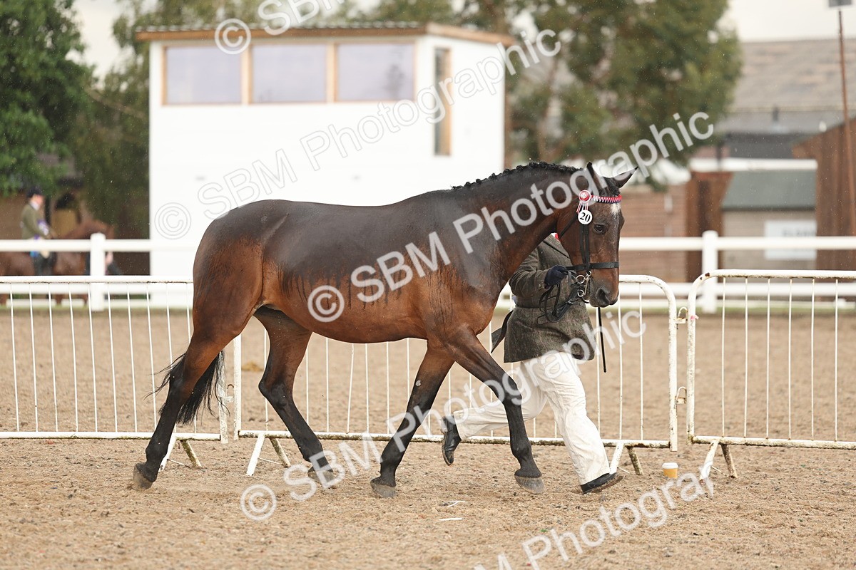 SBM_07757 - Class 27 - IH Competition Horse/Pony
