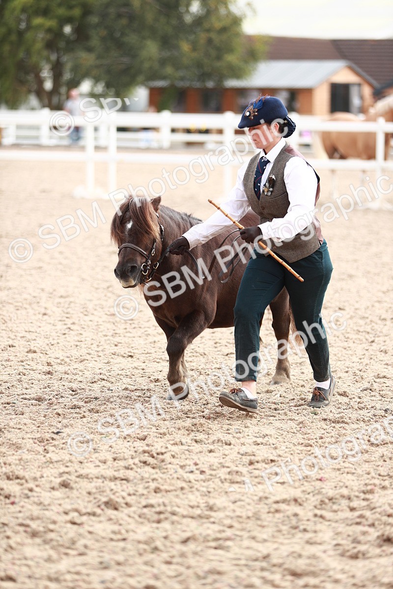 SBM_11898 - Class 206 IH Non Show Type Pony