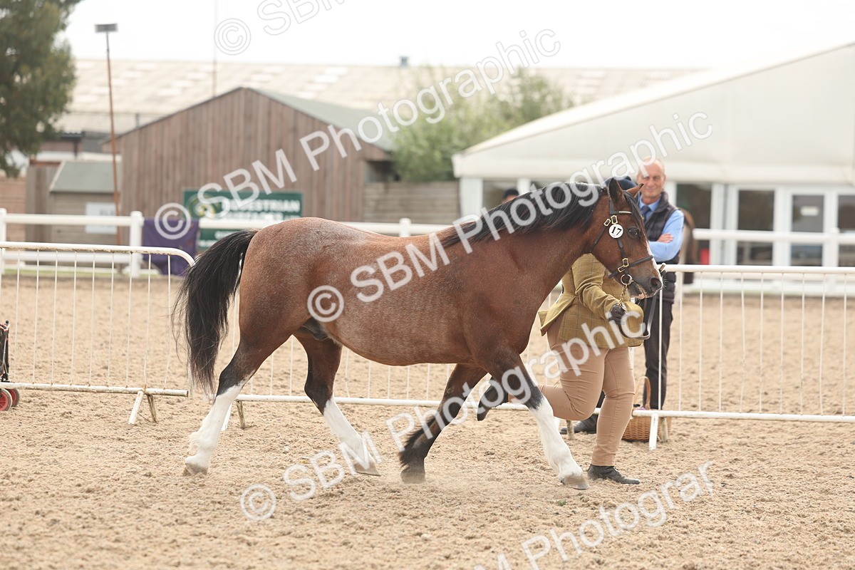 SBM_03209 - Class 16 - IH M&M Wildcard