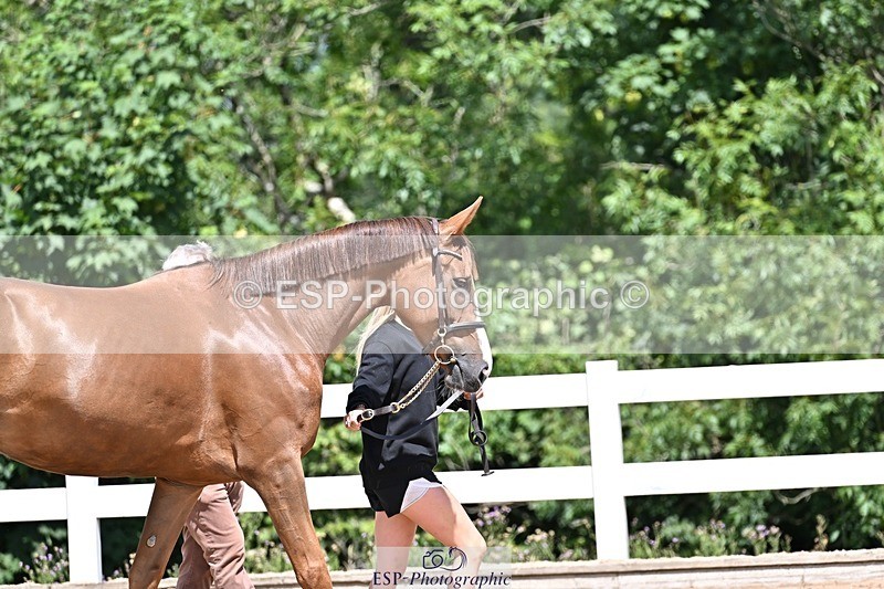 250716-123801-00073 - Trot Up 12.30 to 1.30