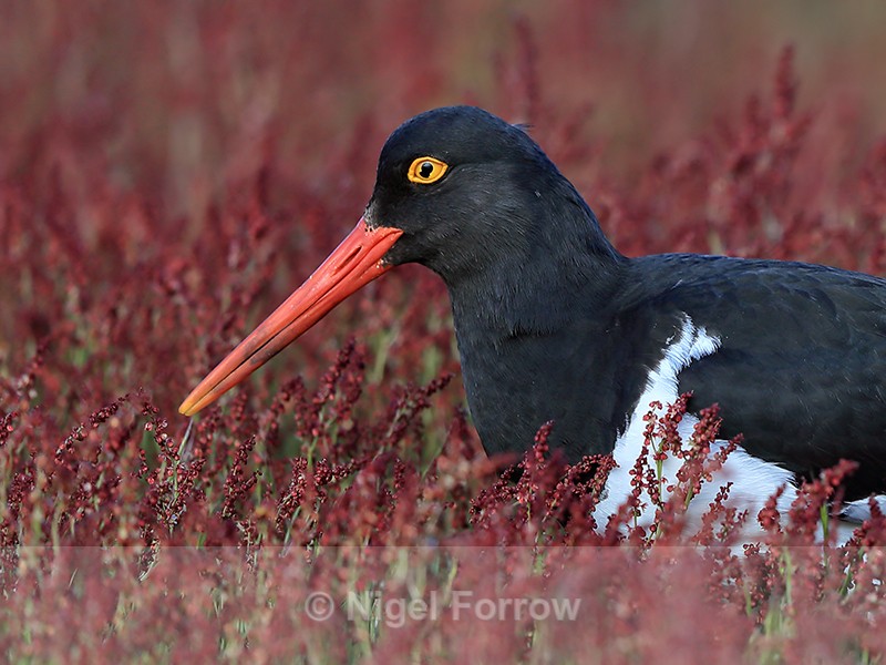 Magellanic Oystercatcher in sheep's sorrel, Carcass Island, Falklands - Magellanic Oystercatcher