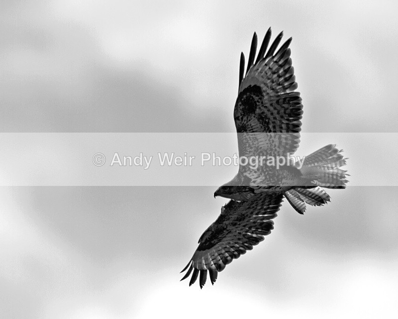 20101030-3020 - Common Buzzard