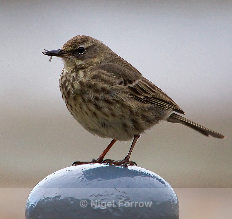 Rock Pipit with insect near Elizabeth Castle, St. Helier - Rock Pipit