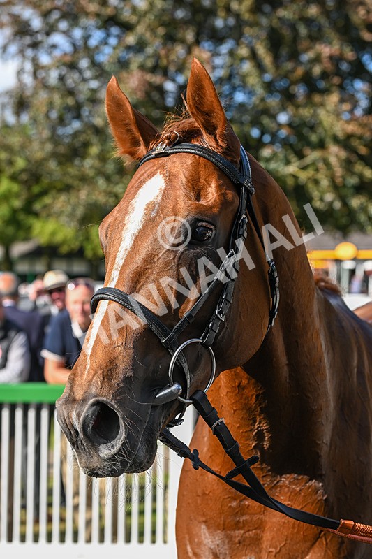 160824-Race 1-Thunder Wonder-8866 - Race 1