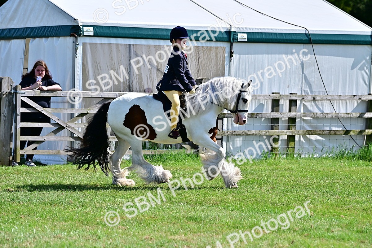SBM_09315 - Class 63-65 - Traditional Gypsy Cobs In Hand & Ridden