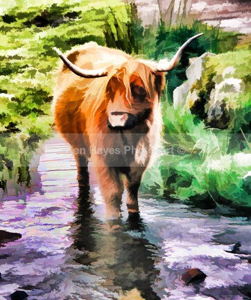 Longhorn - Impressionist