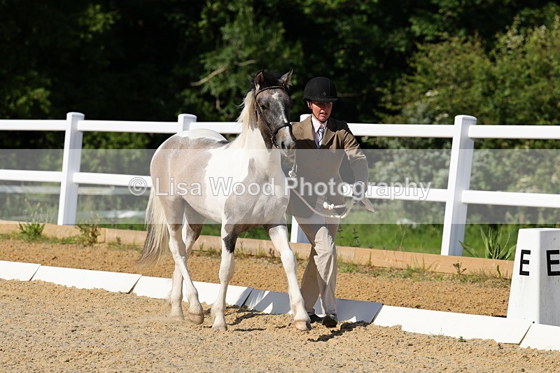 1X9A0642 - Class 3: Youngstock 1, 2, 3 year old not to exceed 153cm