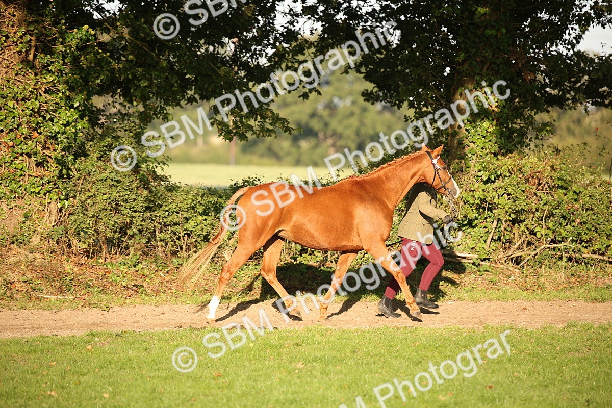 SBM_57535 - S50 - Foreign Breeds In Hand