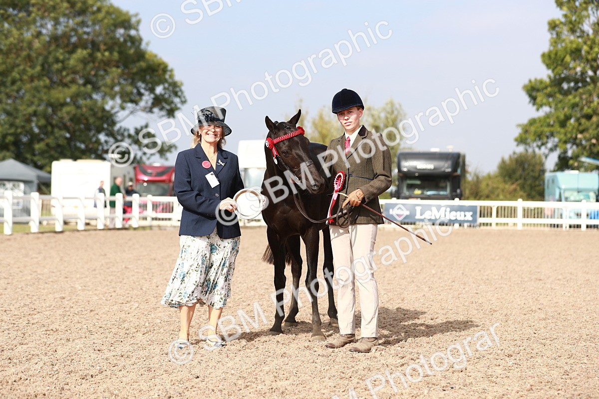 SBM_11122 - Class 205 IH Show Pony/ Show Hunter Pony
